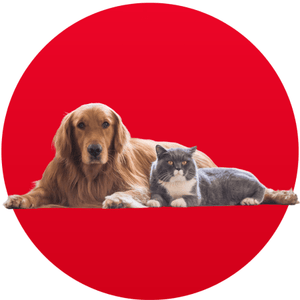 Verzorg je huisdier met zorg